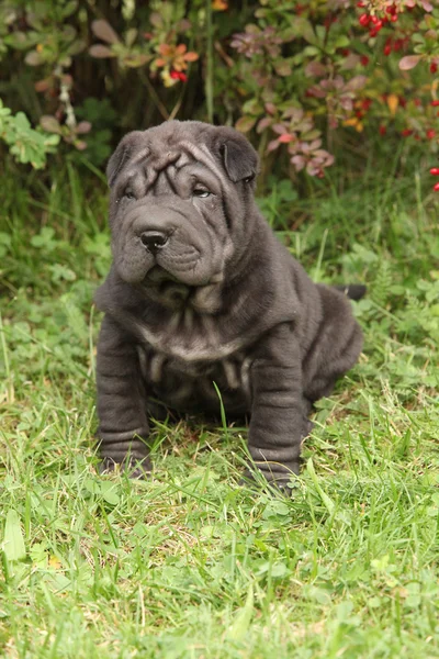 Entzückender Shar Pei Welpe im Garten — Stockfoto