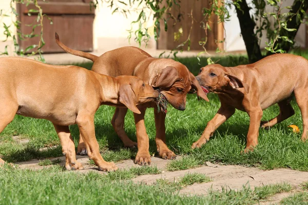 Очаровательные щенки играют с игрушками — стоковое фото