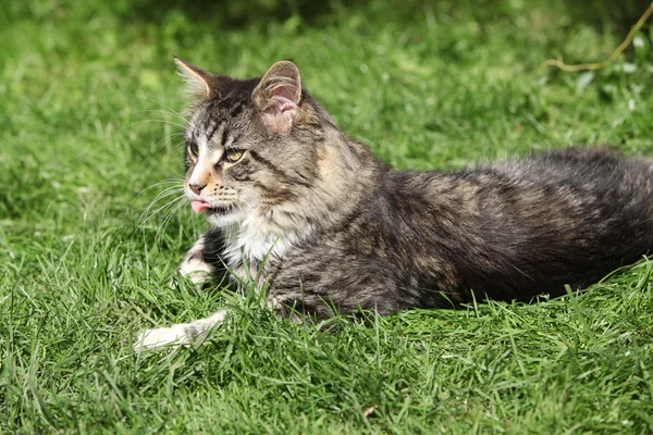 Minciuna pisica superba — Fotografie, imagine de stoc