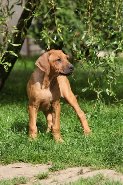Rhodesian ridgeback puppy in de tuin — Stockfoto