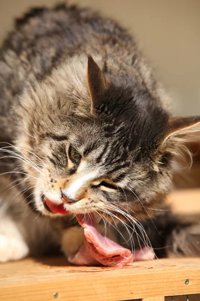 Taze et yemek güzel kedi — Stok fotoğraf