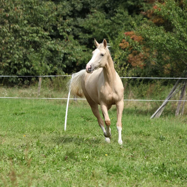 Красивая лошадь-паломино бегает по пастбищу — стоковое фото