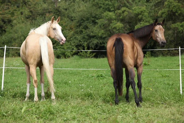 Две лошади-паломино бегут — стоковое фото