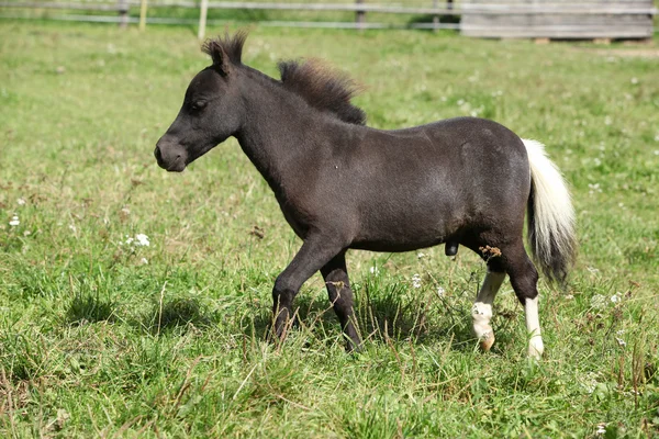 Nice foal of minihorse — Stock Photo, Image