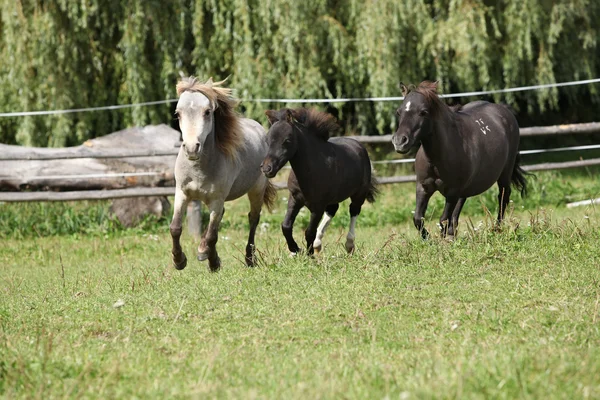 Cavalos americanos em miniatura correndo — Fotografia de Stock