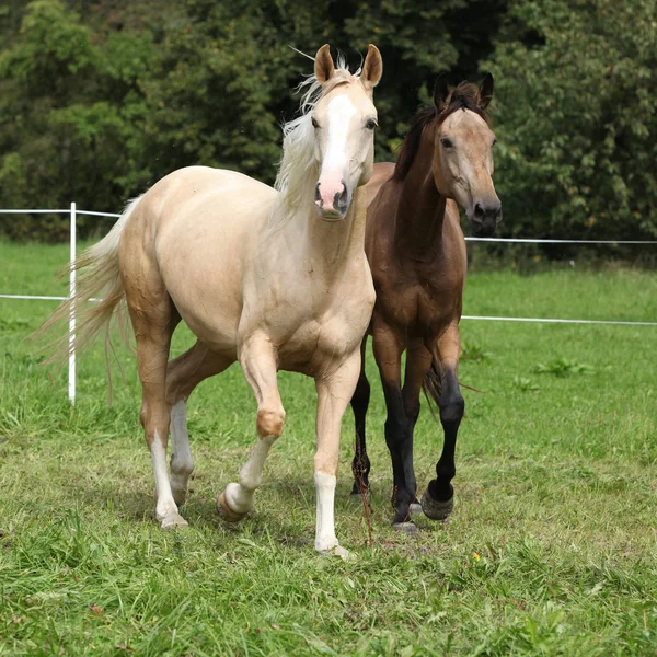 Deux chevaux palomino courent — Photo