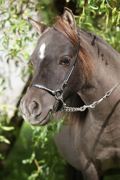 Portrait of miniature horse — Stock Photo, Image
