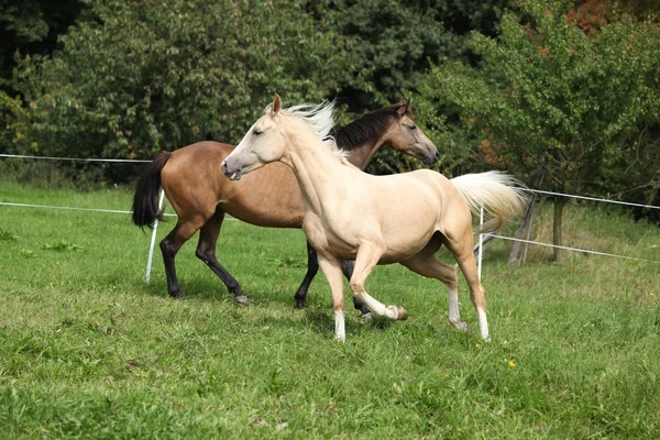 Deux chevaux palomino courent — Photo