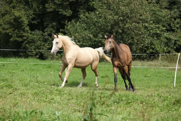 実行している 2 つのパロミノ馬 — ストック写真