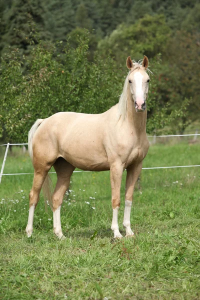 Bellissimo cavallo palomino in piedi sul pascolo — Foto Stock