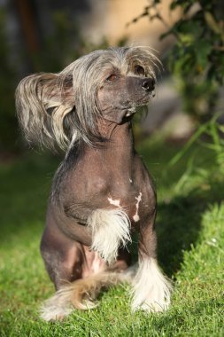 hermosa mujer joven sana con una manzana