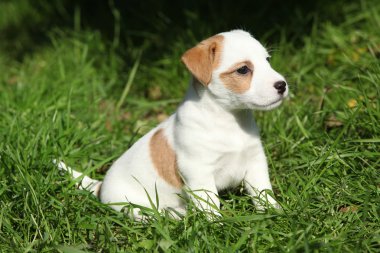 fantastik güzel jack russell terrier yavrusu