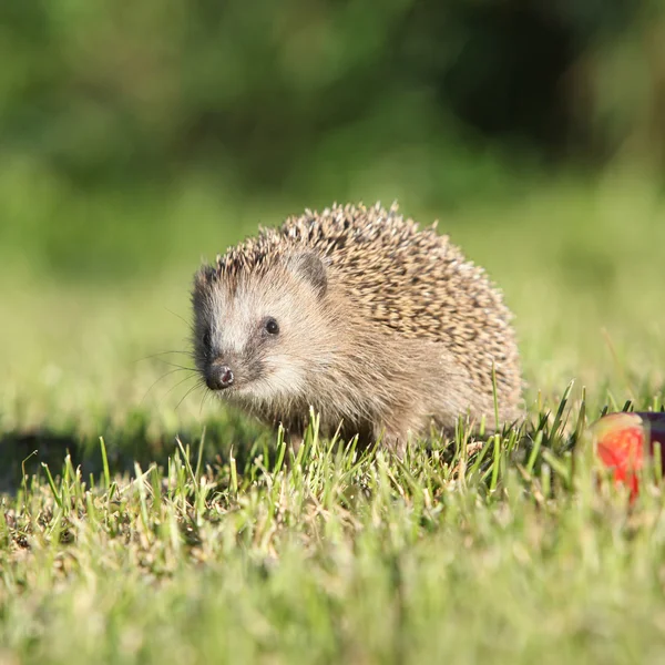 Little hedgehog looking at you — Stock Photo, Image