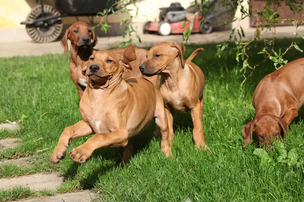 Chiots à dos de cheval rhodésiens — Photo