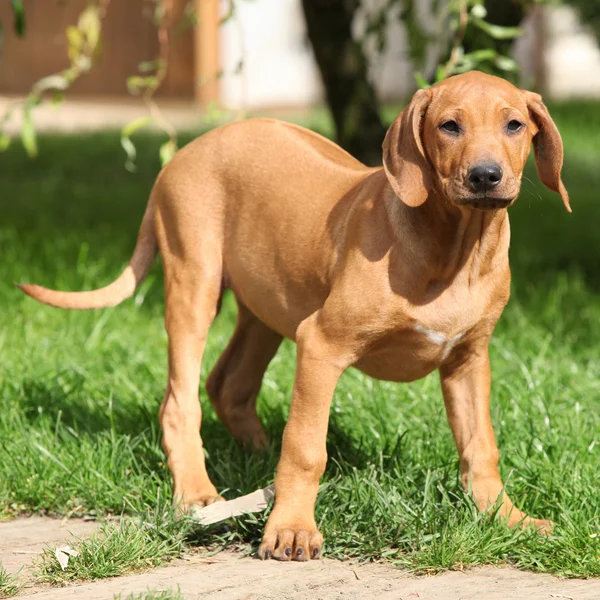 Filhote de cachorro Rhodesian ridgeback no jardim — Fotografia de Stock