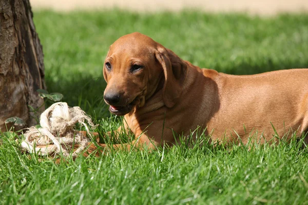 Rhodesian ridgeback cucciolo in giardino — Foto Stock