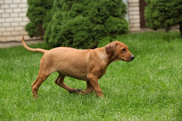 Rhodesian ridgeback valp i trädgården — Stockfoto