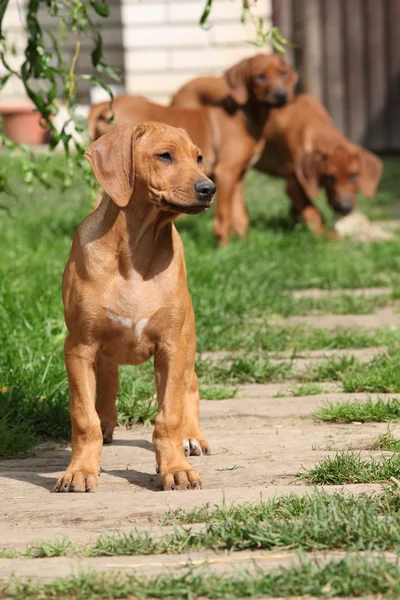 庭に子犬のローデシアン ・ リッジバック — ストック写真