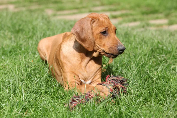 Rhodesian ridgeback puppy in de tuin — Stockfoto