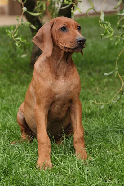 Родезийский горный щенок в саду — стоковое фото