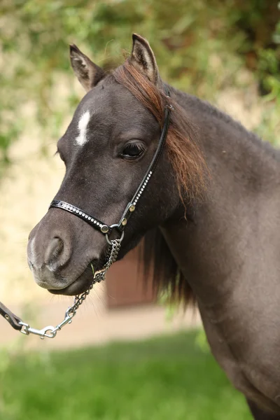 Portrét miniaturní koně — Stock fotografie