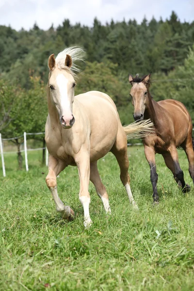 Deux chevaux palomino courent — Photo