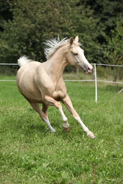 Hermoso caballo palomino corriendo sobre pastizales — Foto de Stock