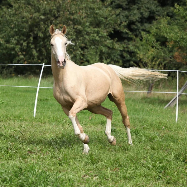 Gyönyörű palomino ló fut a legeltetés — Stock Fotó