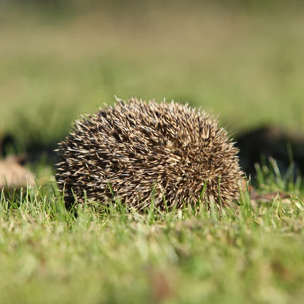 Hedgehog in the garden — Stock Photo, Image