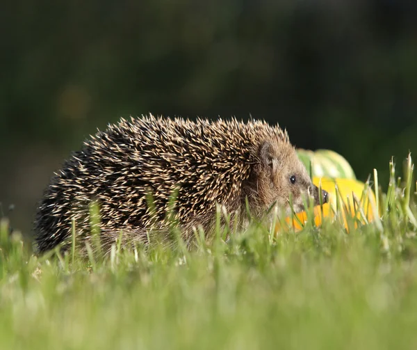 Little hedgehog looking — Stock Photo, Image