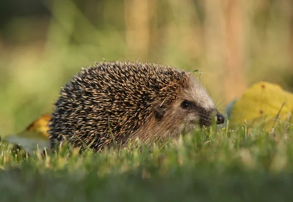 Little hedgehog in the garden — Stock Photo, Image