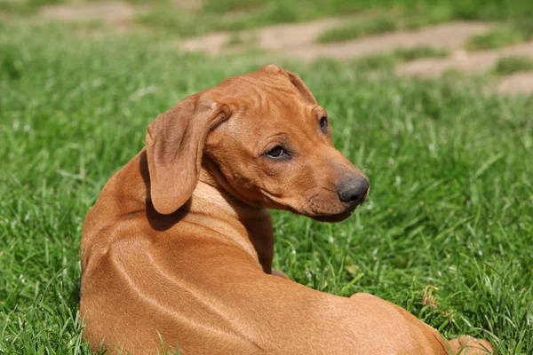 Rhodesian ridgeback valp i trädgården — Stockfoto