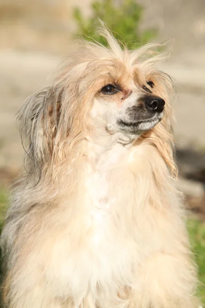 Chinese Crested Dog sitting — Stock Photo, Image