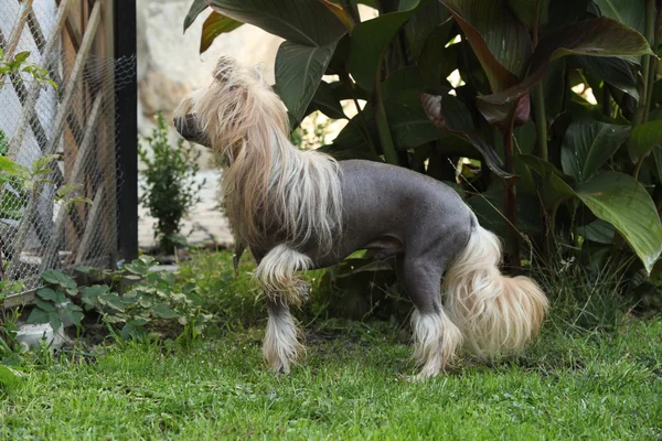 Joli chien chinois à crête dans le jardin — Photo