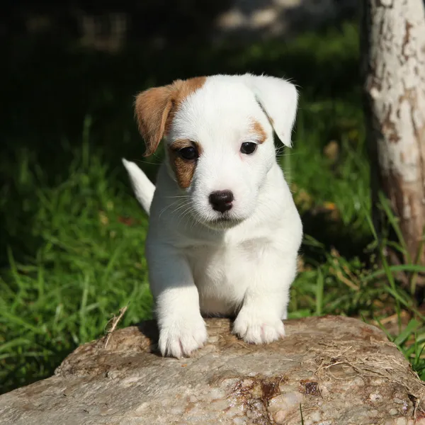 Urocza jack russell Terier szczeniak patrzy na Ciebie — Zdjęcie stockowe