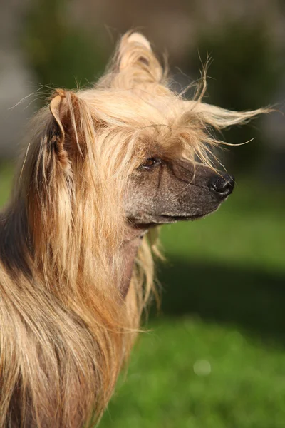 Chinese Crested Dog in the garden — Stock Photo, Image