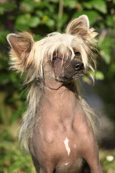 Kinesisk bevokset hund sidder - Stock-foto