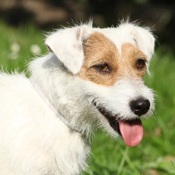 Fantastischer Jack Russel Terrier im Garten — Stockfoto