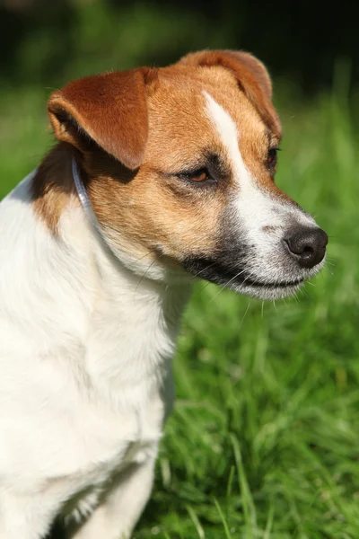 Fantástico Jack Russel terrier no jardim — Fotografia de Stock