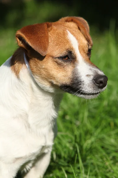 Fantástico Jack Russel terrier en el jardín — Foto de Stock