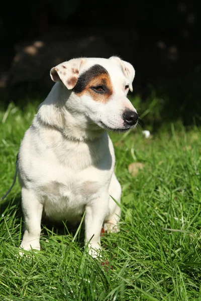 Wspaniały jack russel Terier w ogrodzie — Zdjęcie stockowe