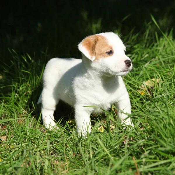 Adorável jack russell terrier filhote de cachorro de pé — Fotografia de Stock