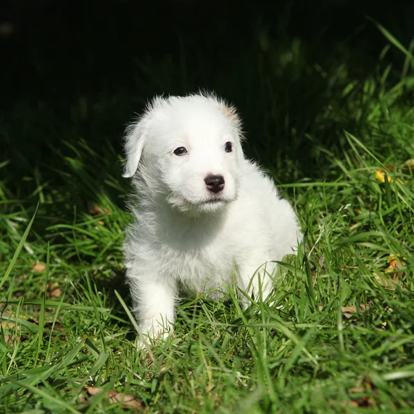 Fantastické rozkošný jack russell teriér štěně — Stock fotografie