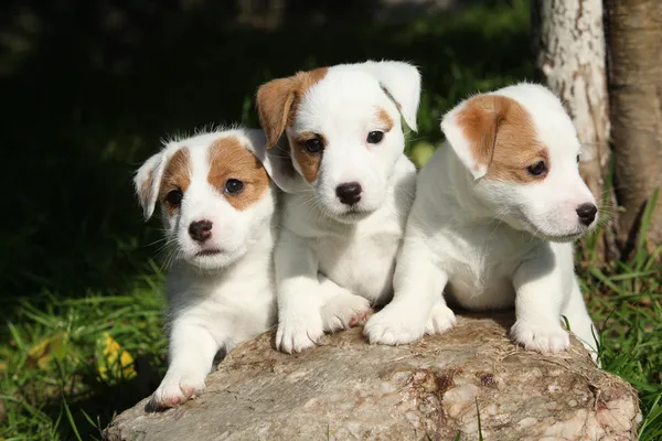 Великолепные щенки Джека Рассела Терьера — стоковое фото