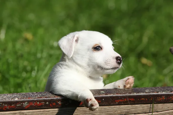 Bedårande jack russell terrier valp — Stockfoto