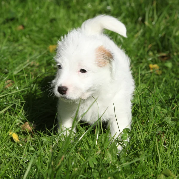 Adorável jack russell terrier filhote de cachorro de pé — Fotografia de Stock