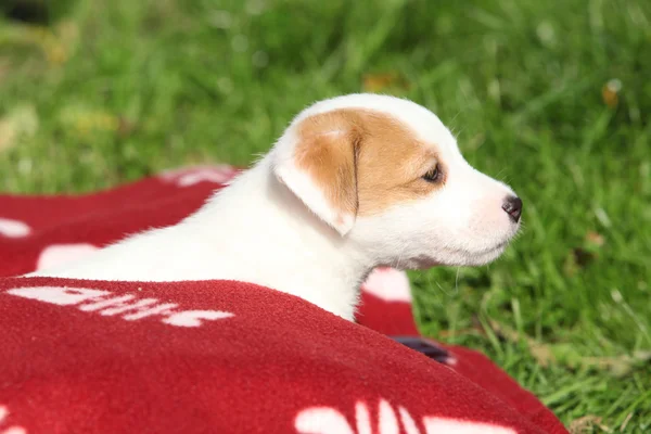 Bella jack russell terrier cucciolo sdraiato — Foto Stock