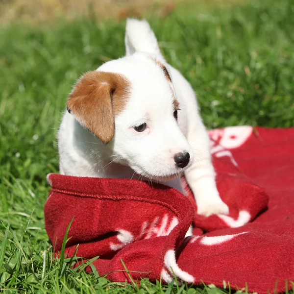 Adorável jack russell terrier filhote de cachorro de pé — Fotografia de Stock