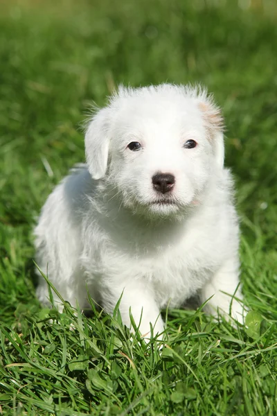 Pěkný jack russell teriér štěně sedící — Stock fotografie