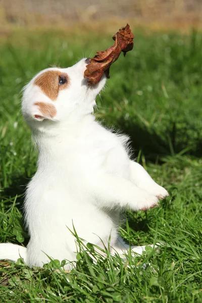 Gorgeous jack russell terrier puppy begging — Stock Photo, Image